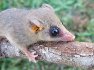 Learn All About Mouse Opossums