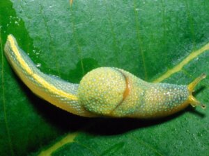 Learn All About the Ninja Snail