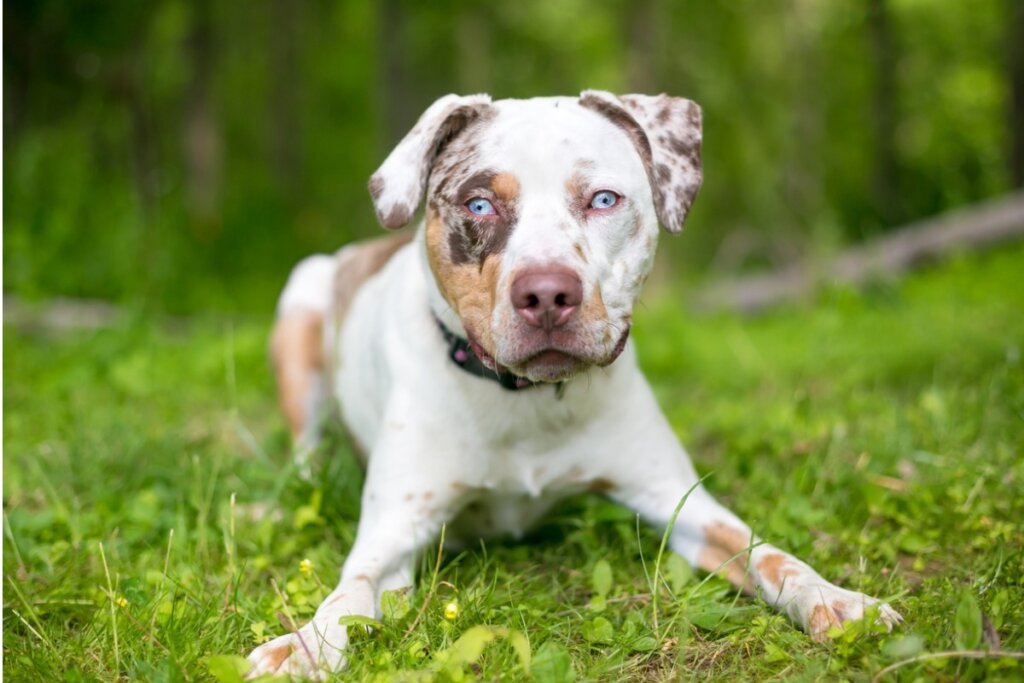 Can Dogs Eat Mangos?