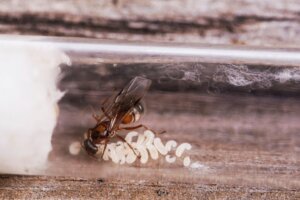 Differences Between Queen and Worker Ants