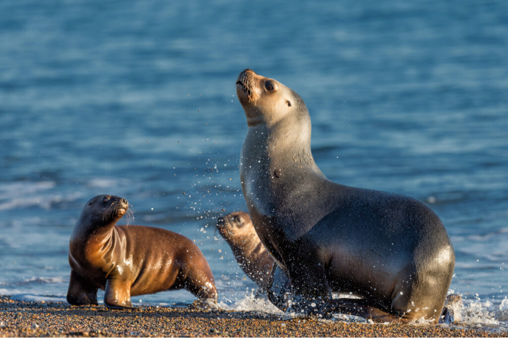 Street Closed to Protect a Sea Lion in New Zealand