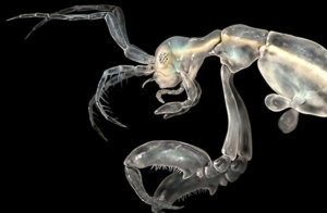 All About the Skeleton Shrimp