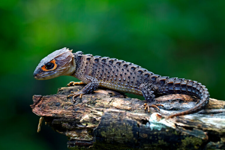 20 Exotic Animals that Look like Dragons