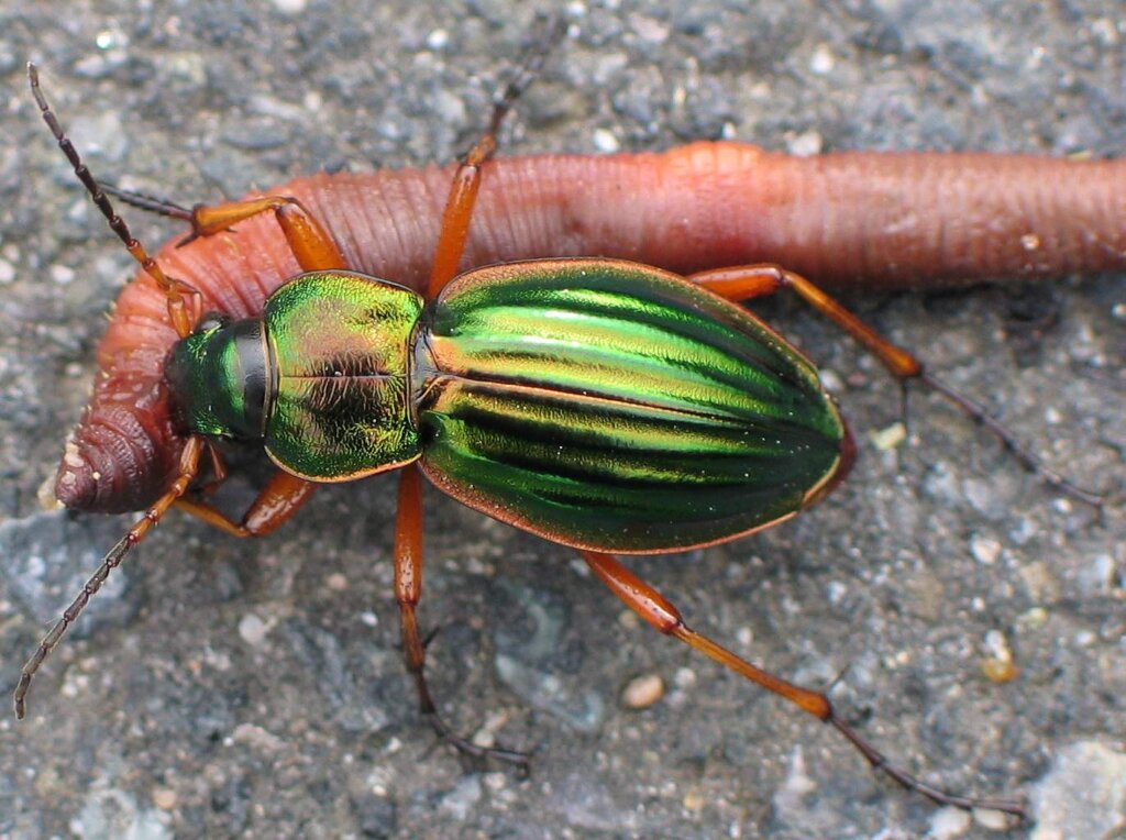 5 περίεργες όψεις του Golden Ground Beetle