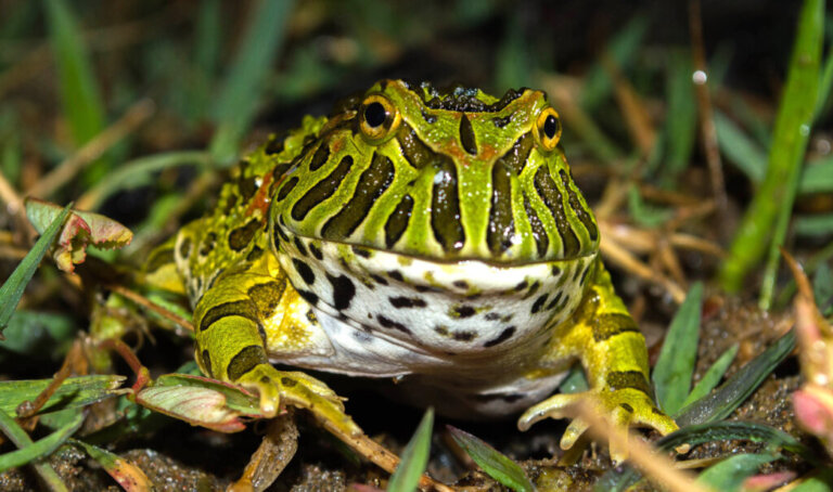 Argentine Horned Frog: Habitat, Feeding and Characteristics