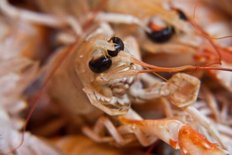 5 Interesting Facts About the Norway Lobster