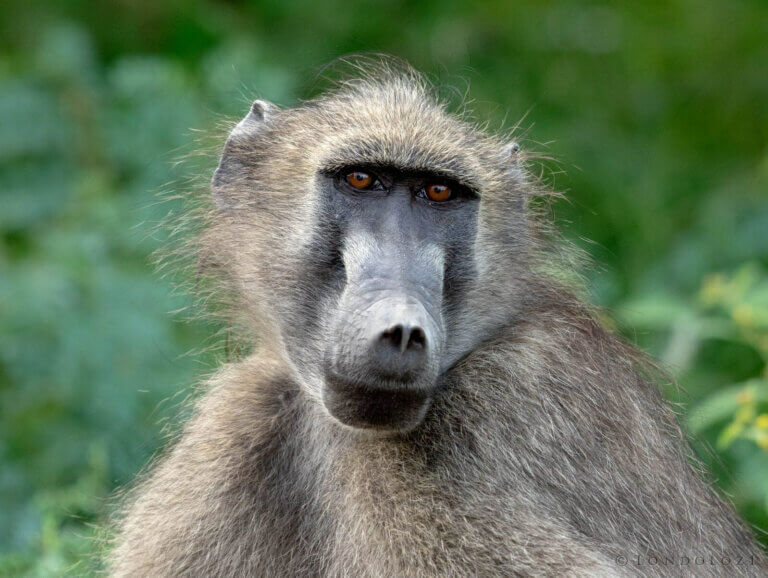 7 Curious Facts About Baboons