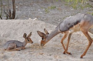 The Beira, A Very Peculiar Animal