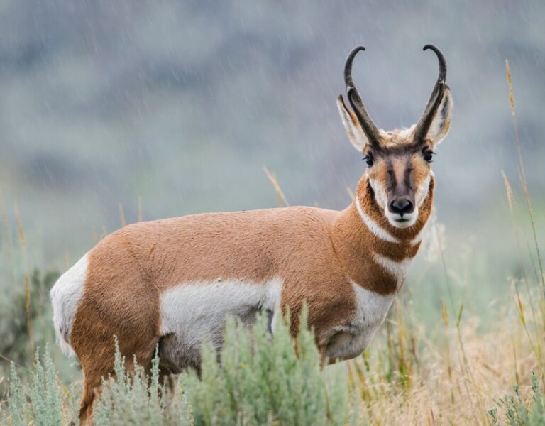 7 Curiosities About the Pronghorn