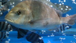 5 Curiosities of Sea Bream