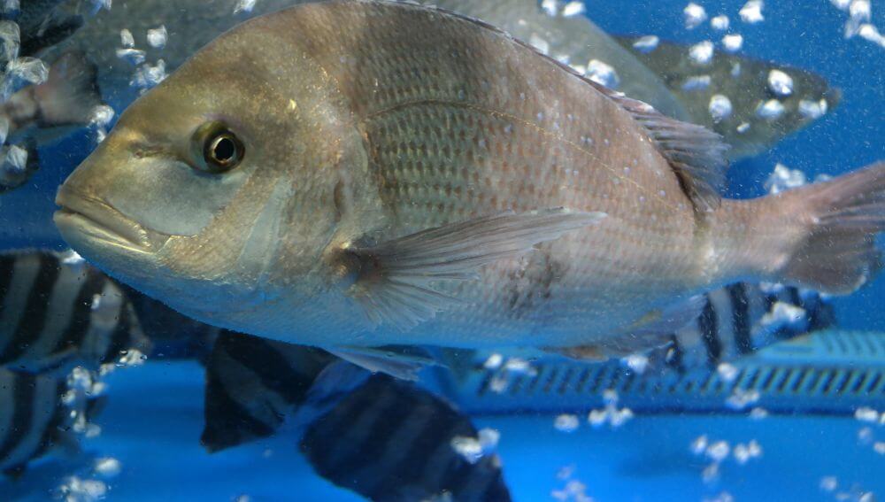 5 Curiosities of Sea Bream