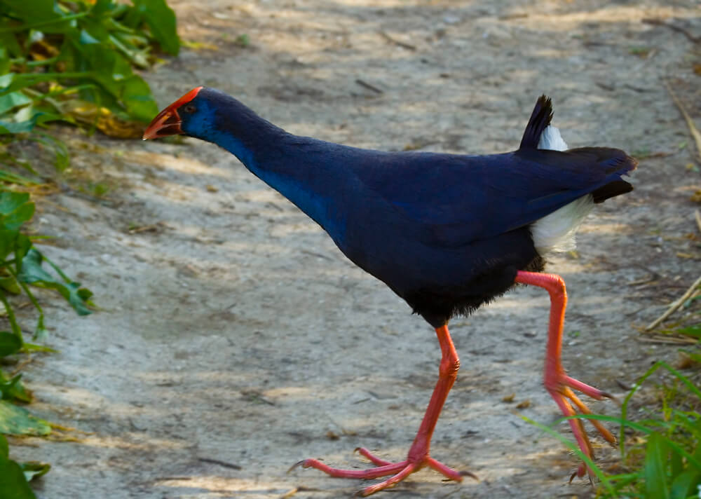 The Purple Swamphen: Habitat, Characteristics and Diet