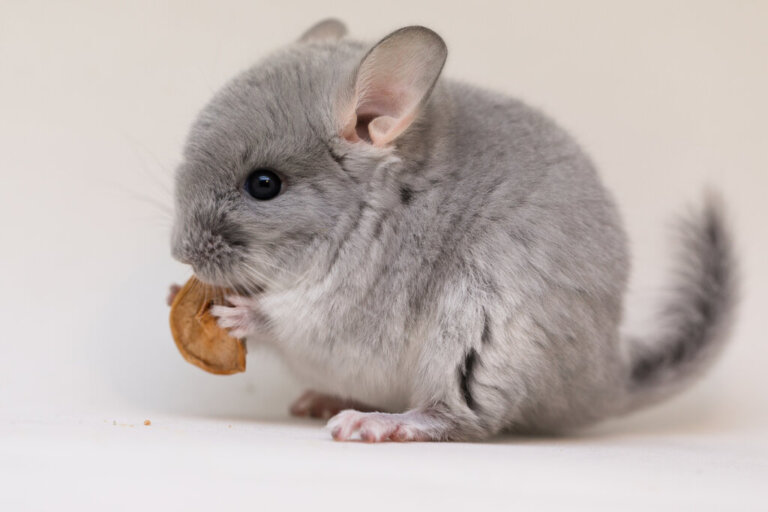 Characteristics of the Chinchilla: What's It Really Like?