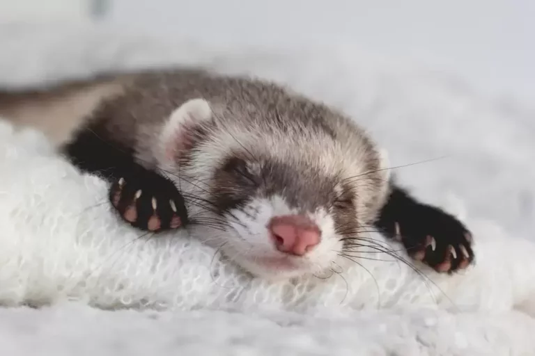Why Is My Ferret's Hair Falling Out?