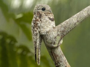 Meet the Potoo, Strange but Fascinating!