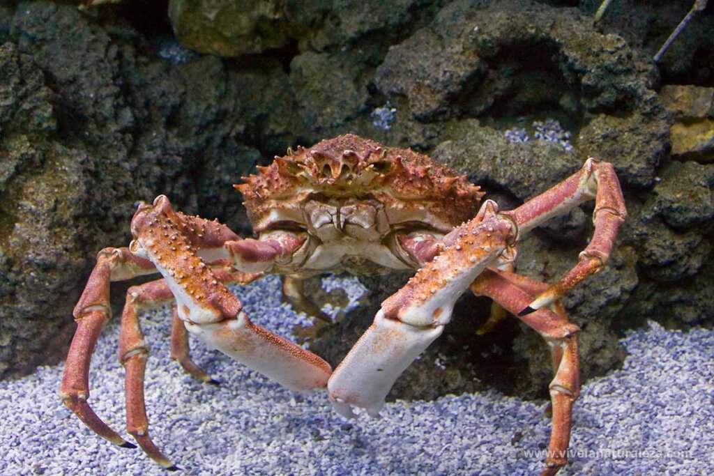 European Spider Crab: Habitat, Χαρακτηριστικά και Αναπαραγωγή