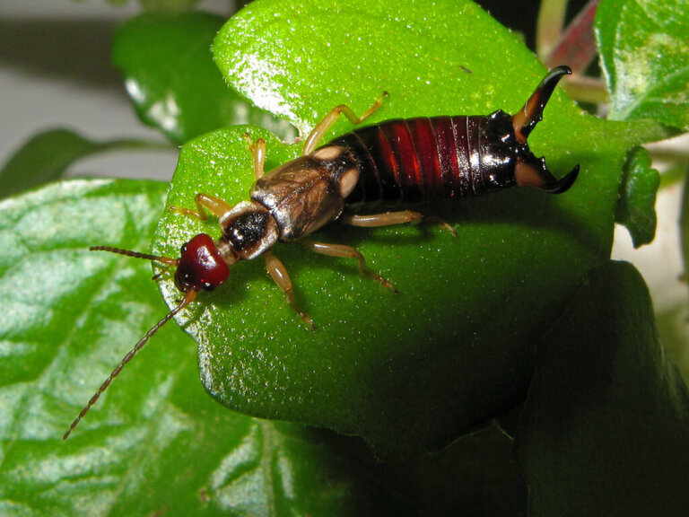 Learn all about the earwig, a very peculiar insect.