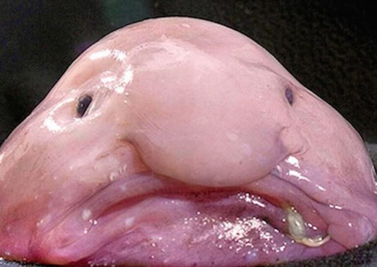 The Blobfish: The Ugliest Fish in the World