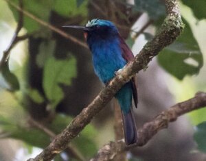 7 Curious Aspects of the Blue-Headed Bee-Eater