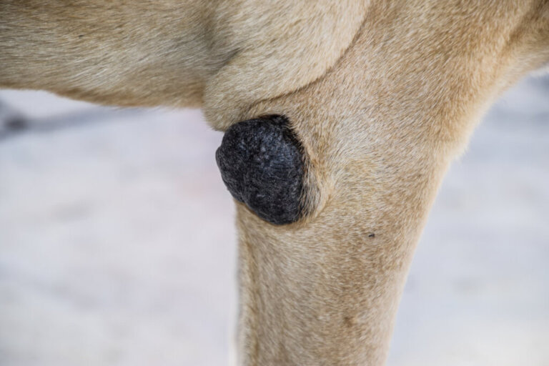 5 Tips to Treat Elbow Calluses on Dogs