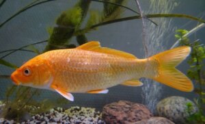 5 Curiosities About the Carp Louse