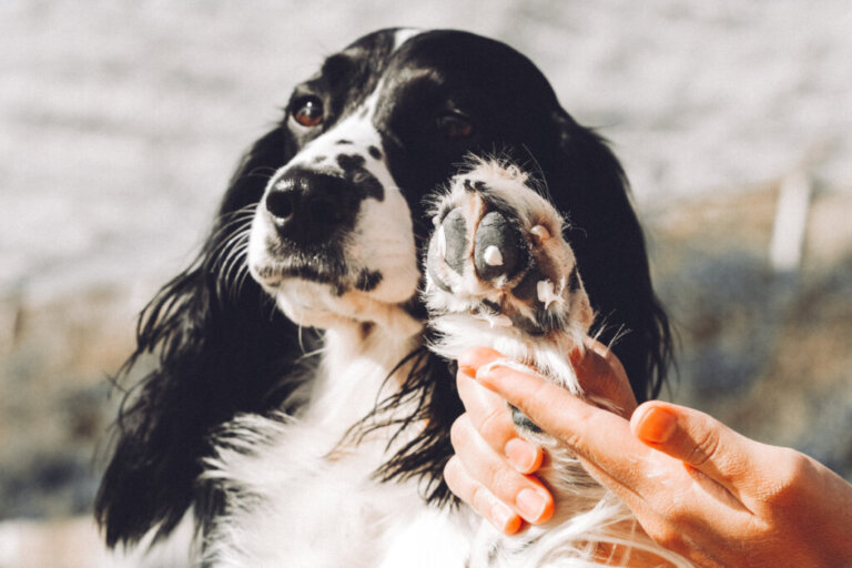 Creams to Soothe Itching in Dogs