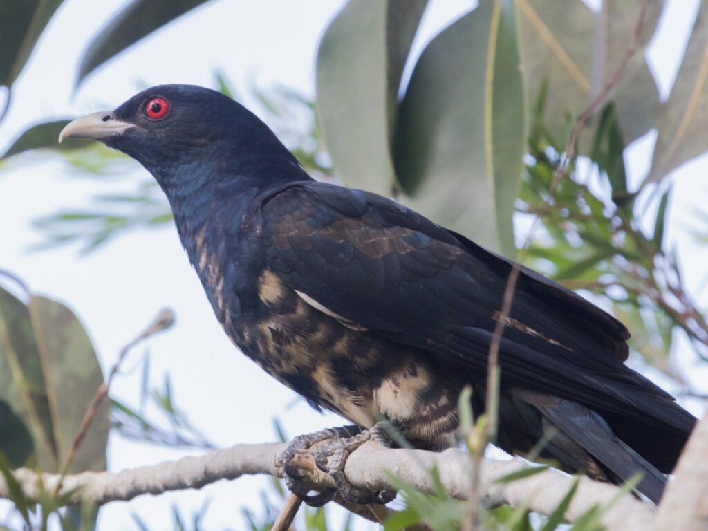 The Asian Koel: Χαρακτηριστικά, Ενδιαιτήματα και Αναπαραγωγή