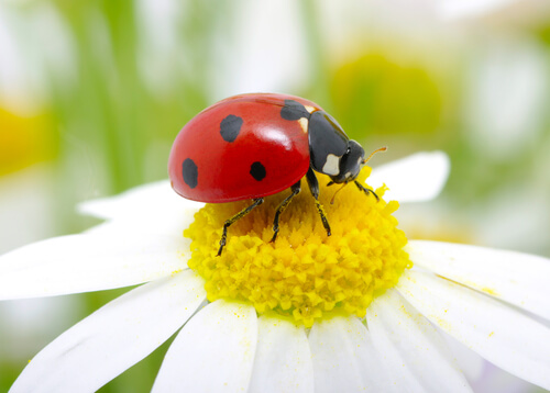 Have You Heard of the Seven-Spotted Ladybug?