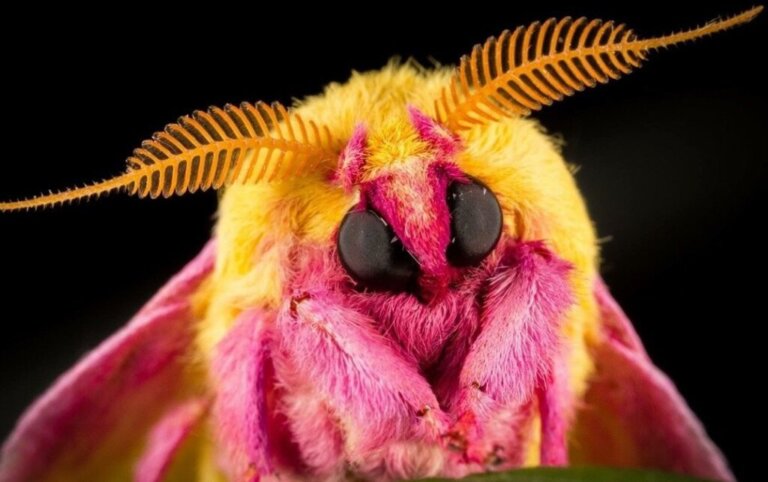 Rosy Maple Moth: Habitat, Characteristics and Reproduction