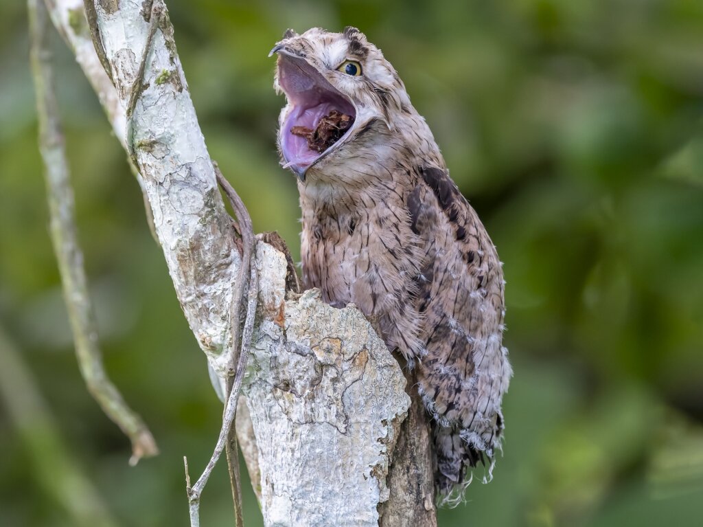 5 Περιέργεια για το Common Potoo