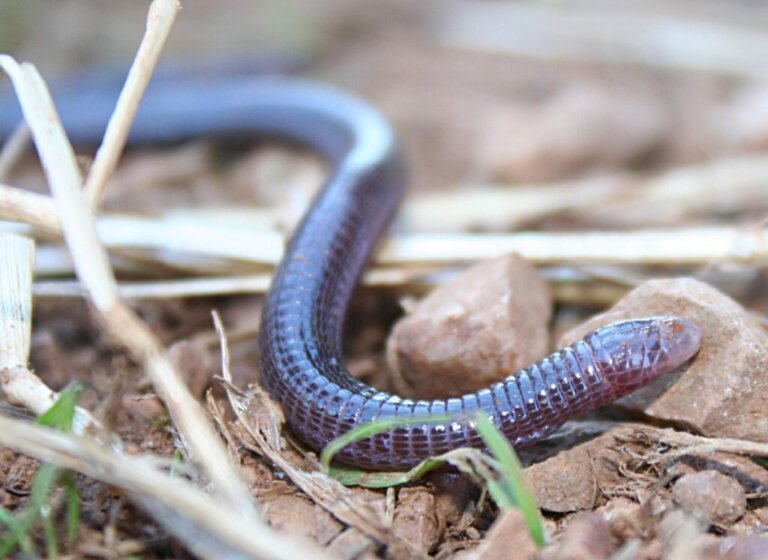 Learn All About Worm Lizards!