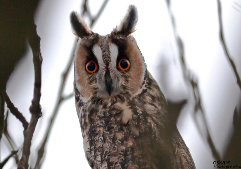 5 Curious Facts about the Long-Eared Owl