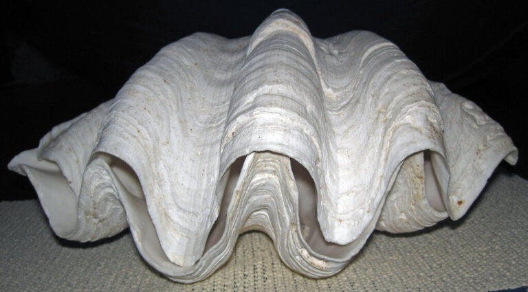 5 Curious Facts About the Giant Clam