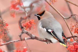Bohemian Waxwing: Habitat, Characteristics and Reproduction