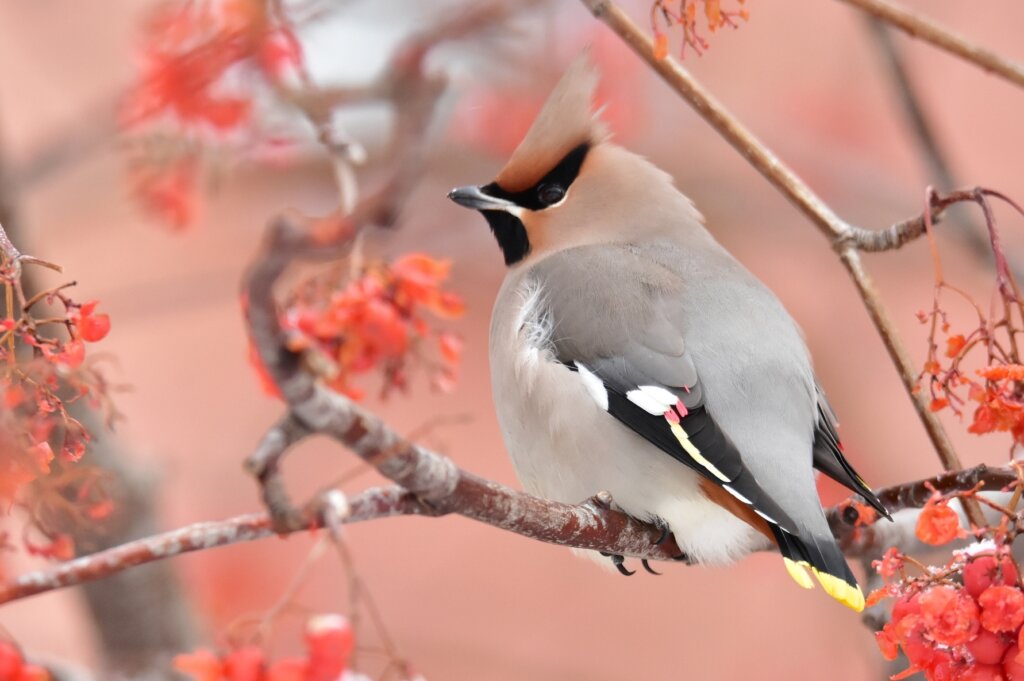 Bohemian waxwing: habitat, characteristics and reproduction