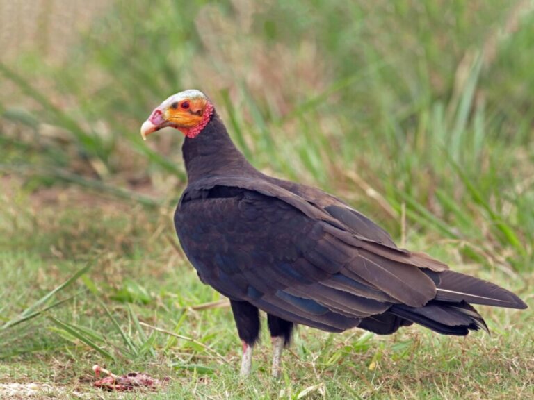5 Curious Aspects of the Savannah Vulture