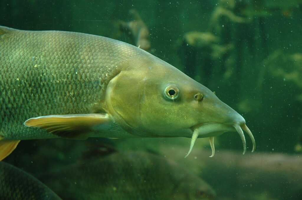 The Barbel: Habitat, Characteristics and Curiosities