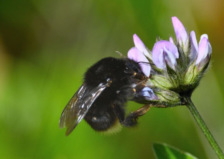 Did You Know the Canary Islands Have Their Own Bumblebee?