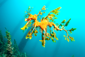 Learn all About the Leafy Seadragon