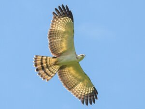 Philippine Honey Buzzard: Habitat, Characteristics and Reproduction