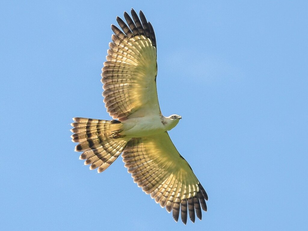 Φιλιππίνων Honey Buzzard: Ενδιαίτημα, Χαρακτηριστικά και Αναπαραγωγή