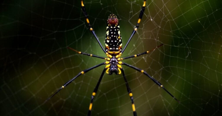 The Joro Spider: Habitat, Characteristics, and Reproduction