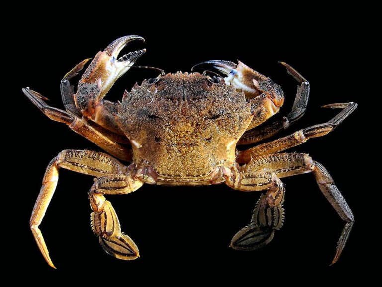 7 Curiosities About Velvet Crabs