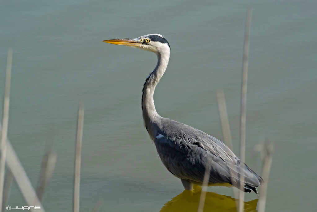 The Grey Heron: Habitat, Characteristics, and Curiosities