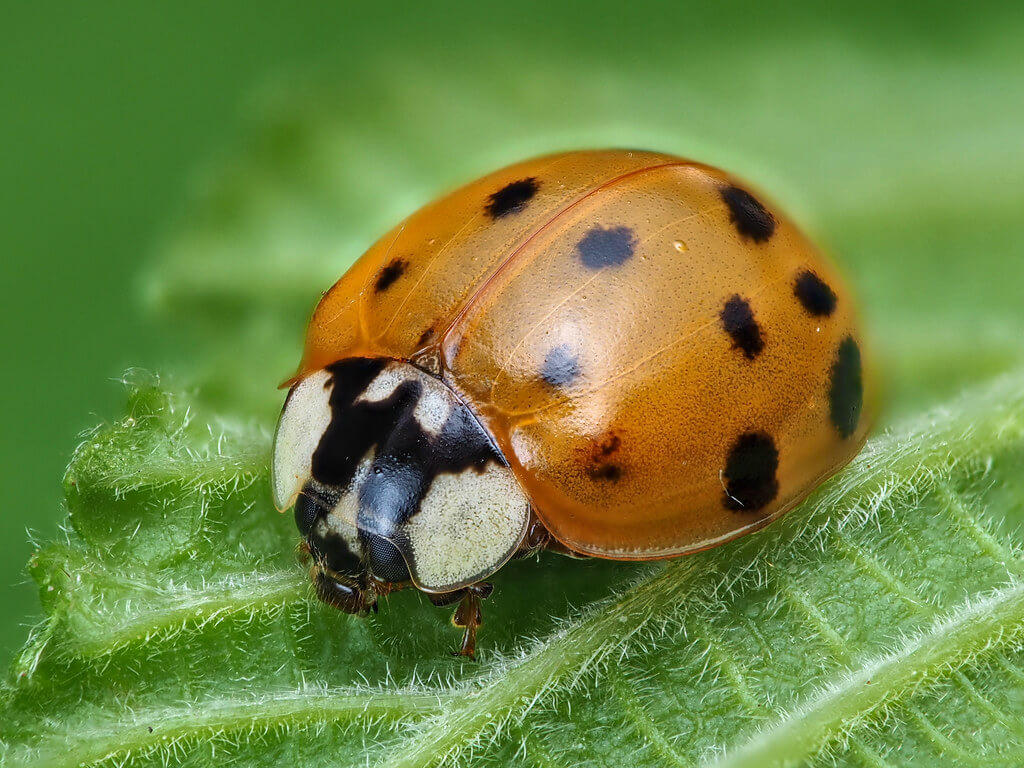 Learn all about the Asian lady beetle