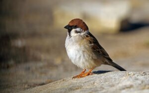 All About the Eurasian Tree Sparrow