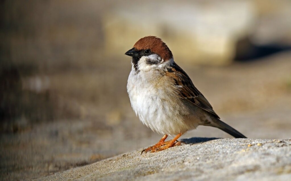Όλα για το Eurasian Tree Sparrow