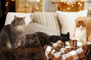 How to Tell the Approximate Age of Your Cat