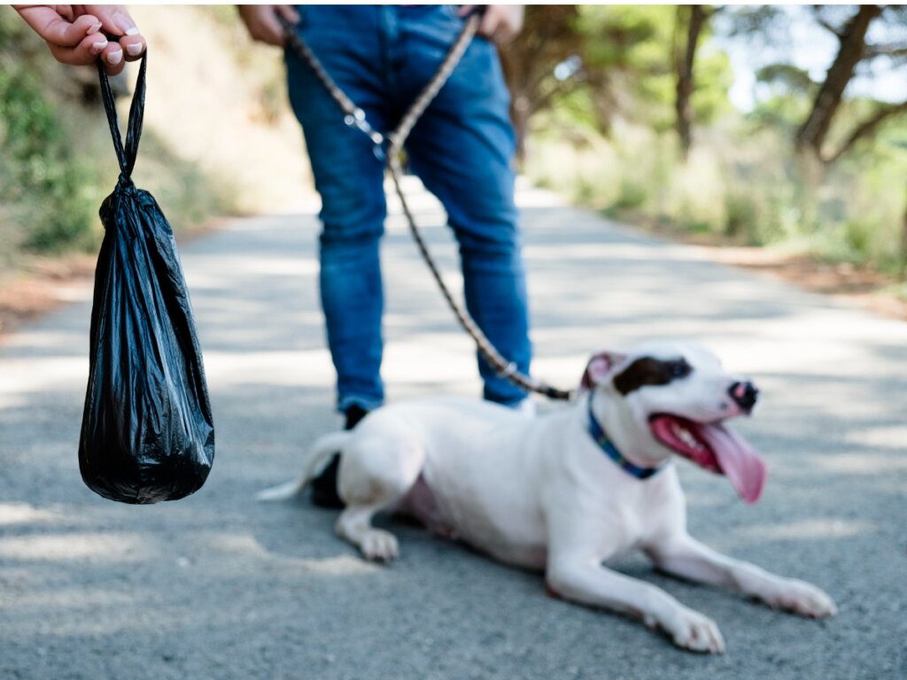 Black Stools in Dogs: What Are They Due To?