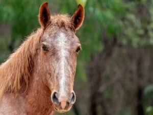 How to Maintain Weight in Older Horses